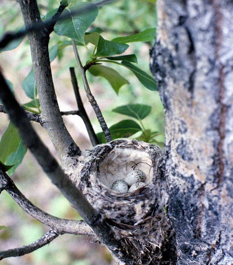Yellow Warbler eggs (Dendroica petechia) {!--황금솔새-->; DISPLAY FULL IMAGE.