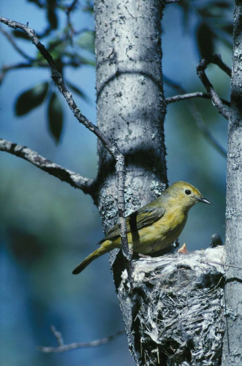 Yellow Warbler on nest (Dendroica petechia) {!--황금솔새-->; DISPLAY FULL IMAGE.