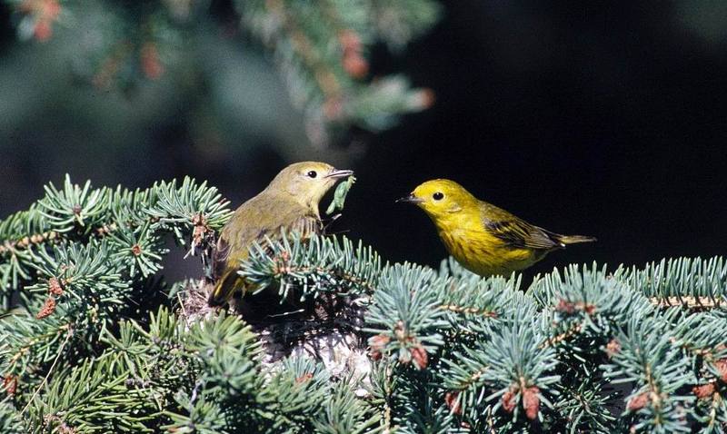 Yellow Warbler pair (Dendroica petechia) {!--황금솔새-->; DISPLAY FULL IMAGE.