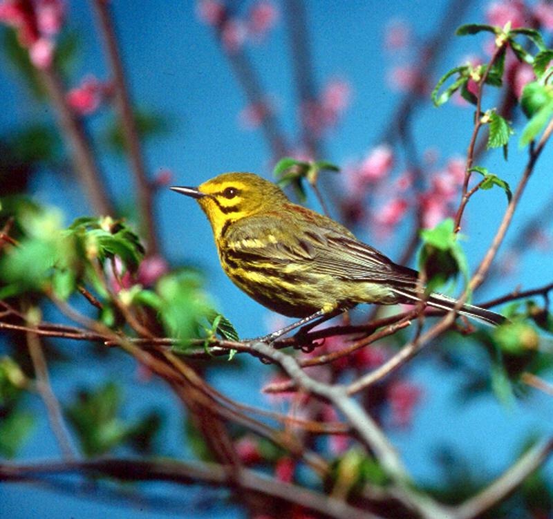 Prairie Warbler (Setophaga discolor syn. Dendroica discolor) {!--초원솔새-->; DISPLAY FULL IMAGE.