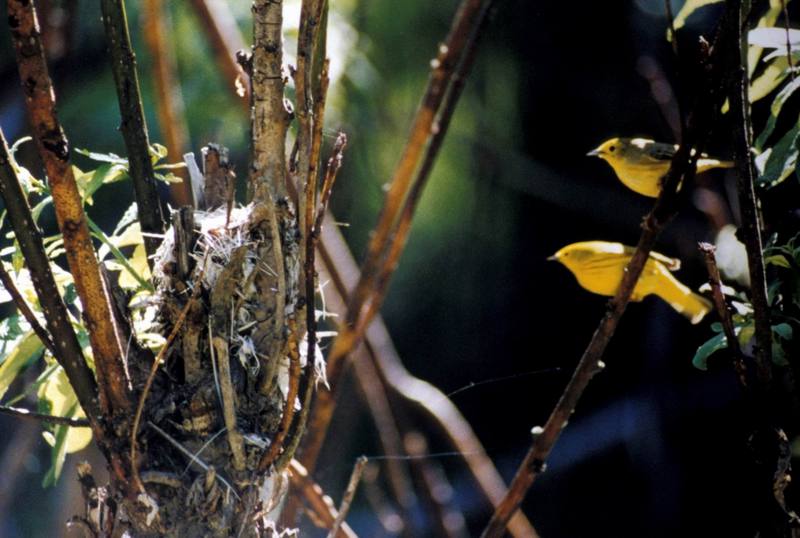 Yellow Warbler pair (Dendroica petechia) {!--황금솔새-->; DISPLAY FULL IMAGE.