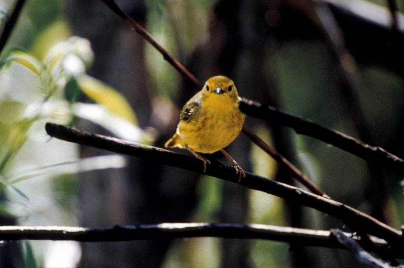 Yellow Warbler (Dendroica petechia) {!--황금솔새-->; DISPLAY FULL IMAGE.