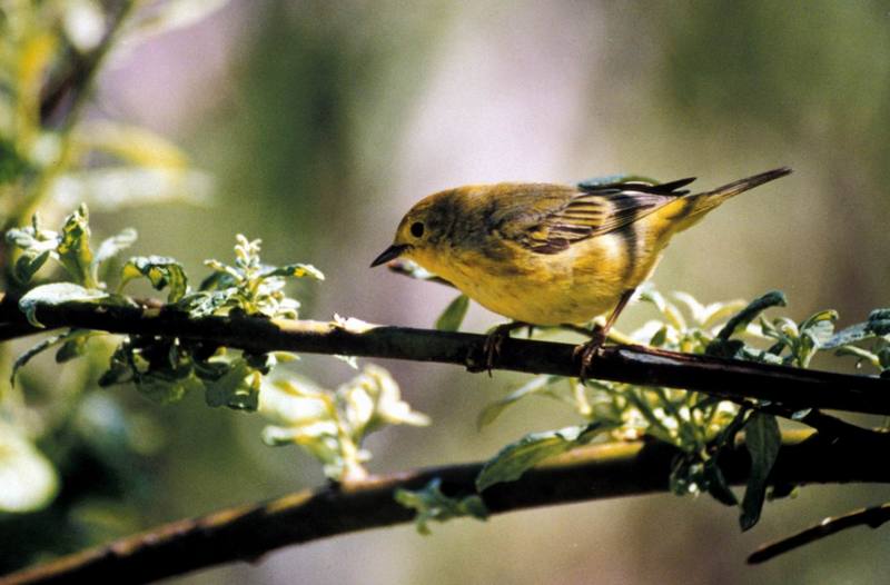 Yellow Warbler (Dendroica petechia) {!--황금솔새-->; DISPLAY FULL IMAGE.