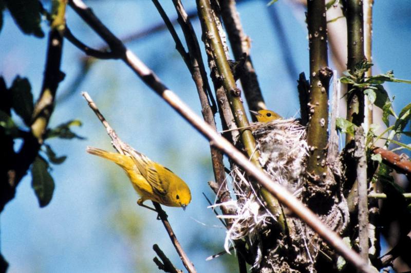 Yellow Warbler pair (Dendroica petechia) {!--황금솔새-->; DISPLAY FULL IMAGE.
