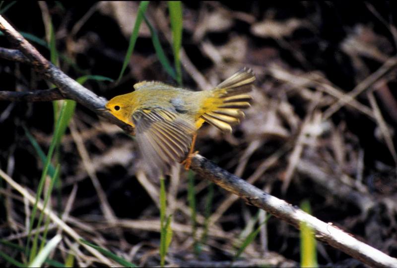 Yellow Warbler (Dendroica petechia) {!--황금솔새-->; DISPLAY FULL IMAGE.