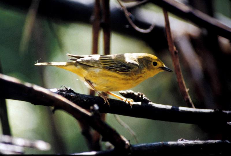 Yellow Warbler (Dendroica petechia) {!--황금솔새-->; DISPLAY FULL IMAGE.