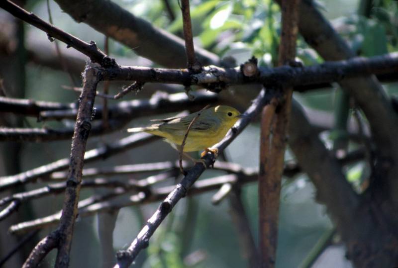 Yellow Warbler (Dendroica petechia) {!--황금솔새-->; DISPLAY FULL IMAGE.