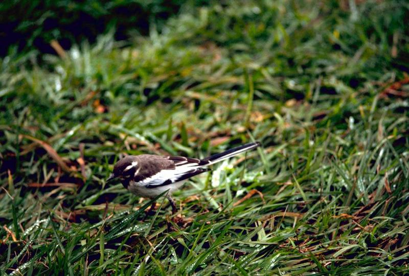 African Pied Wagtail (Motacilla aguimp) {!--아프리카검은턱할미새-->; DISPLAY FULL IMAGE.