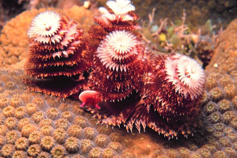 Christmas Tree Worms (Spirobranchus giganteus) {!--크리스마스트리웜-->; DISPLAY FULL IMAGE.