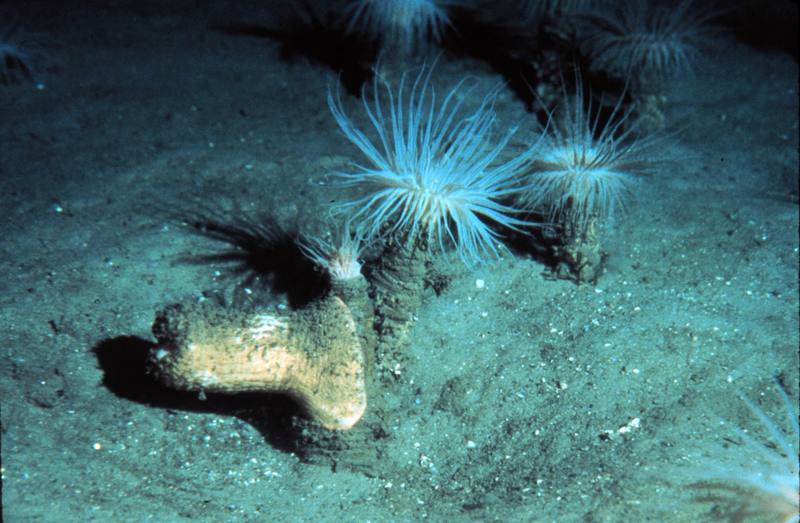 Sea Anemone {!--말미잘-->; DISPLAY FULL IMAGE.