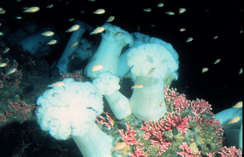 Sea Anemone {!--말미잘-->; DISPLAY FULL IMAGE.