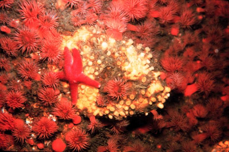 Sea Star & Sea Anemone {!--말미잘-->; DISPLAY FULL IMAGE.