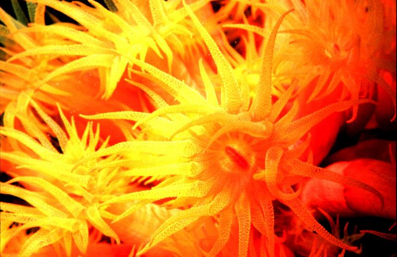 Sea Anemone {!--말미잘-->; DISPLAY FULL IMAGE.