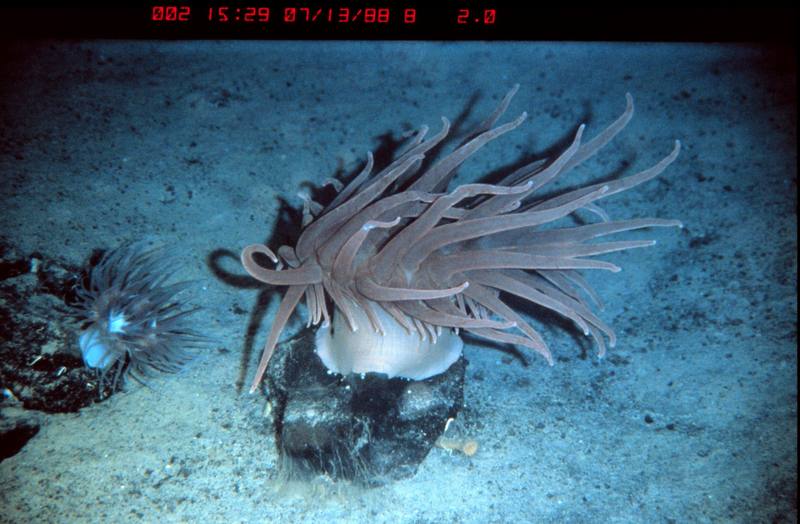 Sea Anemone {!--말미잘-->; DISPLAY FULL IMAGE.