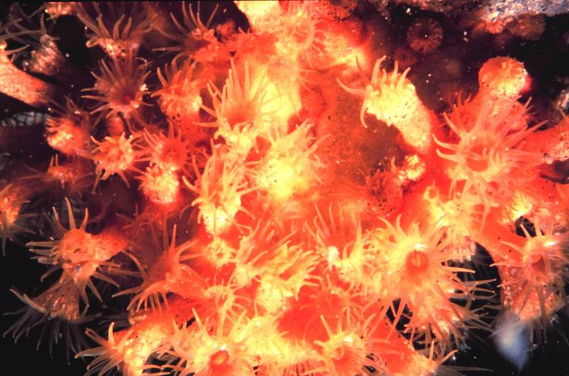 Sea Anemone {!--말미잘-->; DISPLAY FULL IMAGE.