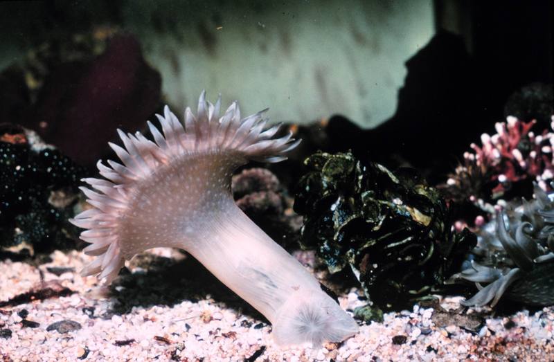 Sea Anemone {!--말미잘-->; DISPLAY FULL IMAGE.