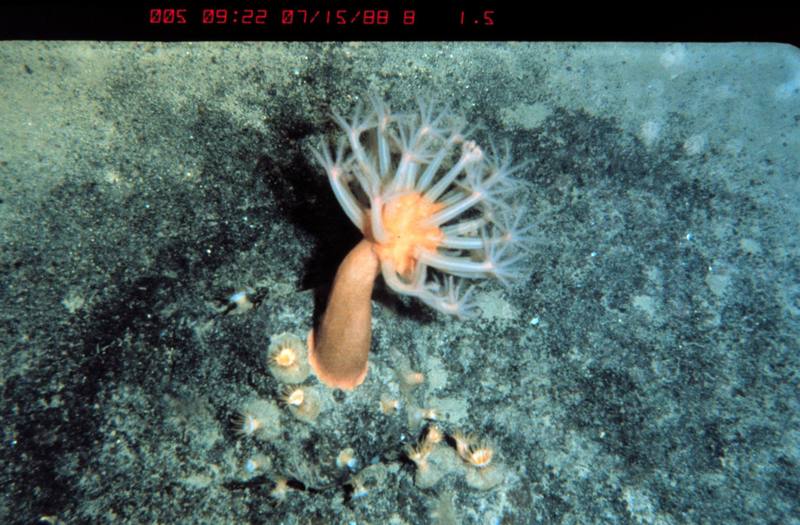 Sea Anemone {!--말미잘-->; DISPLAY FULL IMAGE.