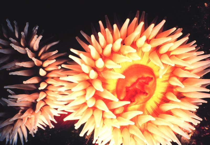 Sea Anemone (Urticina piscivora) {!--말미잘-->; DISPLAY FULL IMAGE.
