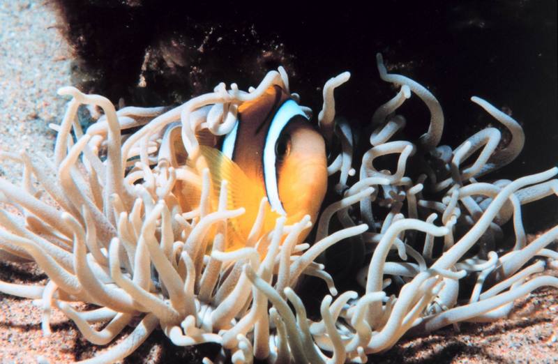 Two-banded Clownfish & Sea Anemone {!--말미잘-->; DISPLAY FULL IMAGE.