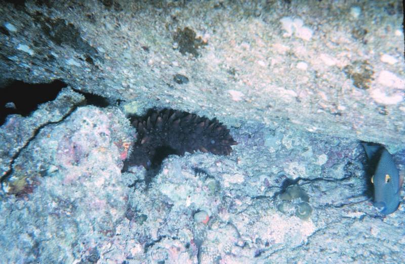 Sea Cucumber (Stichopus chloronotus) {!--해삼(海蔘)-->; DISPLAY FULL IMAGE.