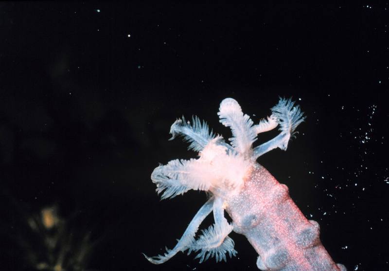 Sea Cucumber (Euapta godeffroyi) {!--해삼(海蔘)-->; DISPLAY FULL IMAGE.