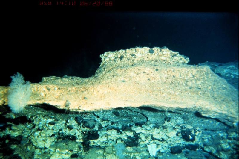 Sea Cucumber {!--해삼(海蔘)-->; DISPLAY FULL IMAGE.