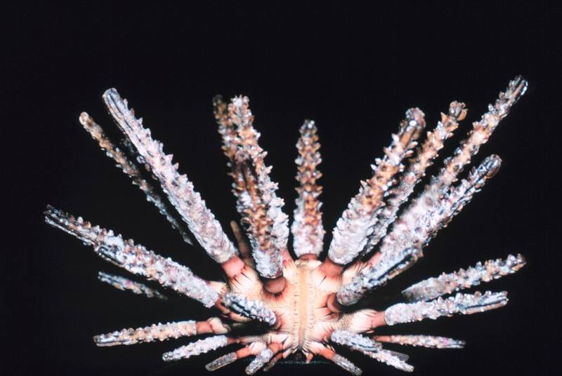 Sea Urchin (Prionocidaris hawaiiensis) {!--성게-->; DISPLAY FULL IMAGE.