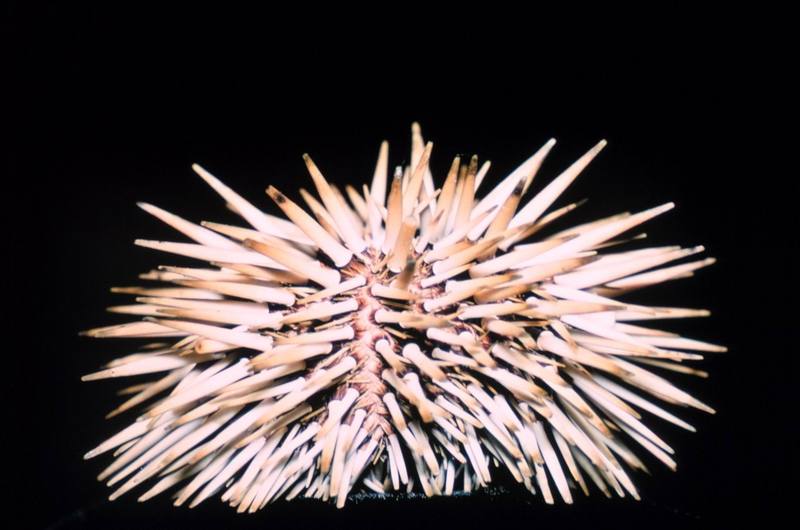 Sea Urchin (Echinometra mathaei) {!--성게-->; DISPLAY FULL IMAGE.