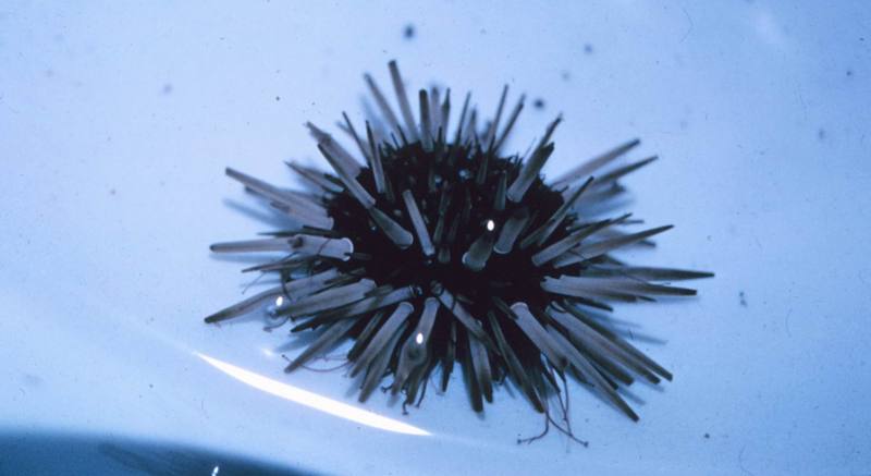 Sea Urchin {!--성게-->; DISPLAY FULL IMAGE.