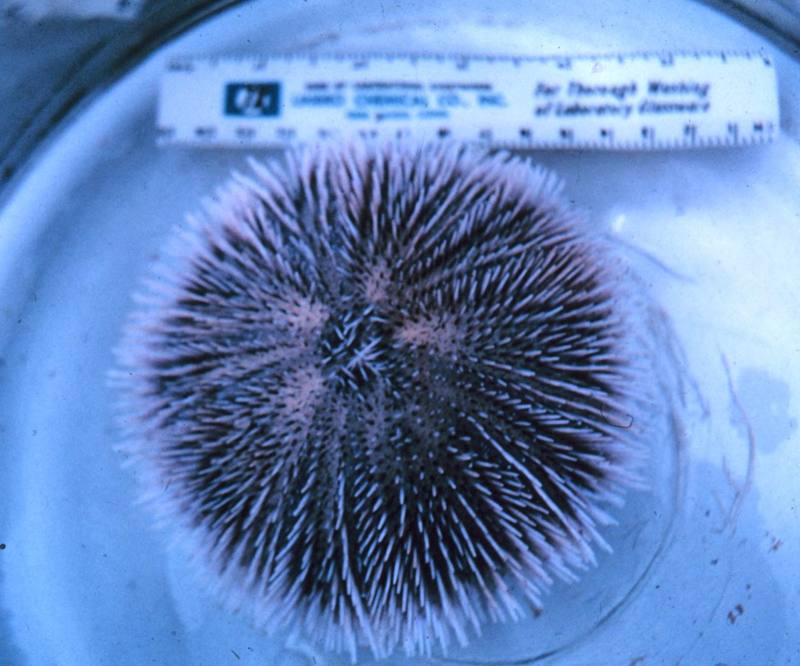 Sea Urchin {!--성게-->; DISPLAY FULL IMAGE.