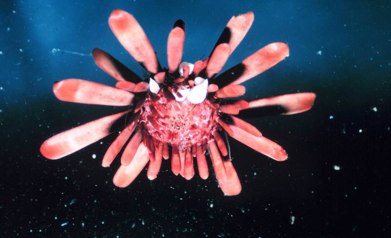 Sea Urchin (Heterocentrotus mammilatus) {!--성게-->; DISPLAY FULL IMAGE.