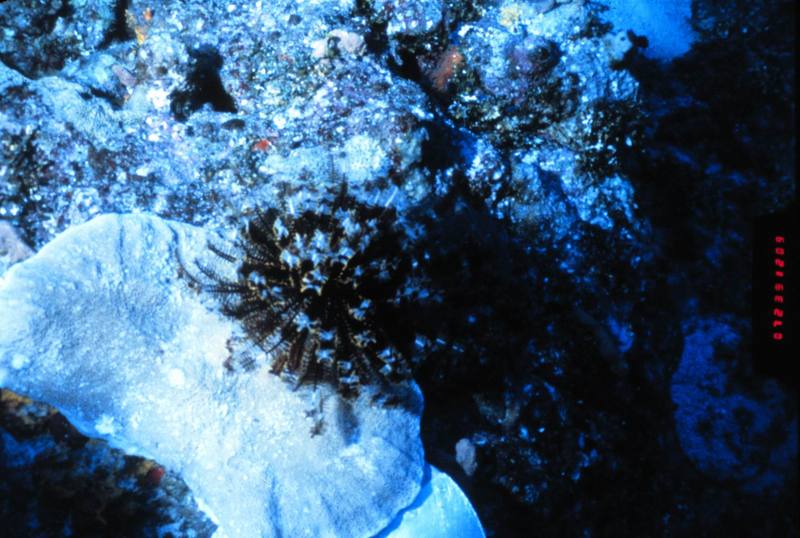 Sea Urchin {!--성게-->; DISPLAY FULL IMAGE.