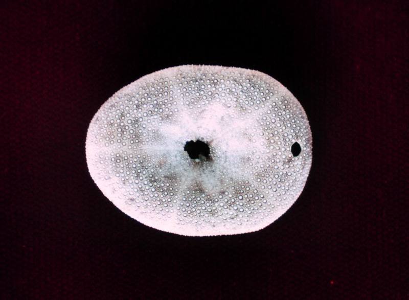 Sea Urchin (Clypeaster reticulatus) {!--성게-->; DISPLAY FULL IMAGE.