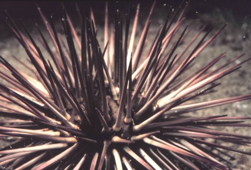 Sea Urchin {!--성게-->; DISPLAY FULL IMAGE.