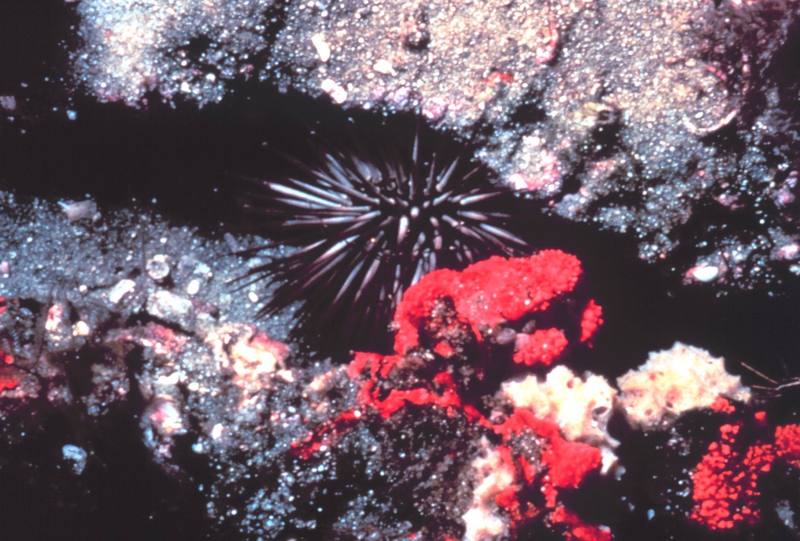 Sea Urchin {!--성게-->; DISPLAY FULL IMAGE.
