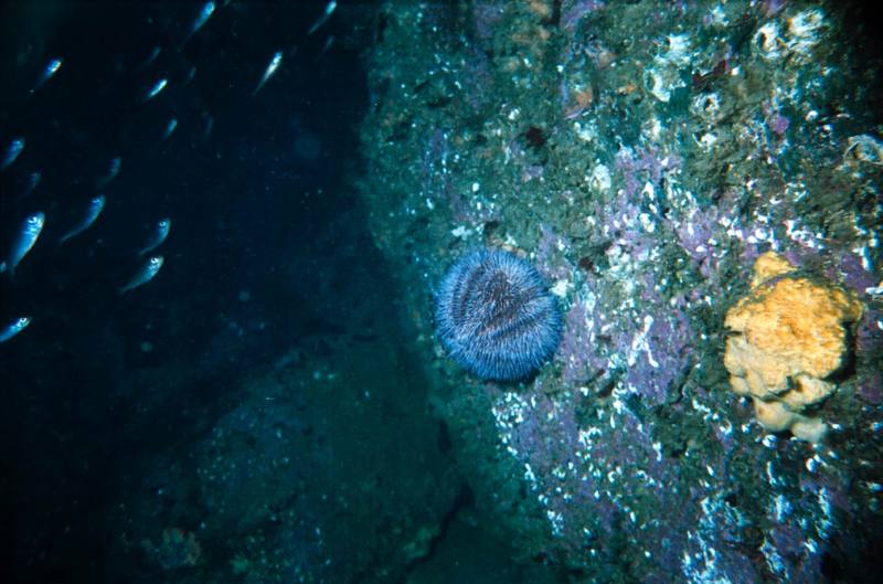 Common Sea Urchin (Echinus esculentus) {!--성게-->; DISPLAY FULL IMAGE.