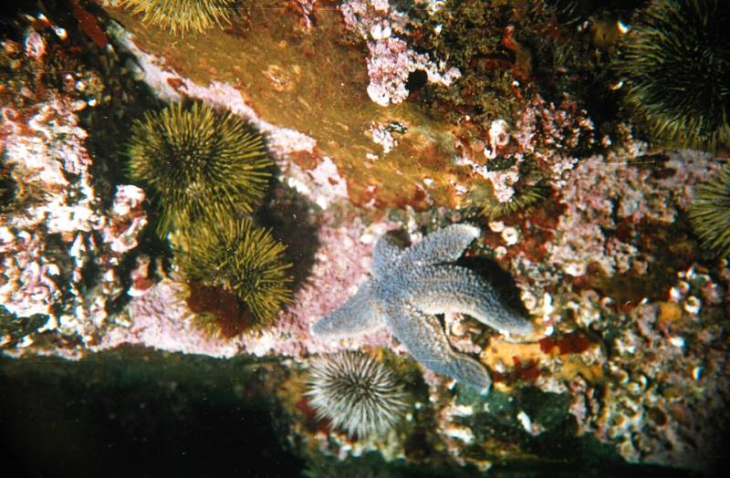 Green Sea Urchin (Strongylocentrotus droebachiensis) {!--북극성게-->; DISPLAY FULL IMAGE.