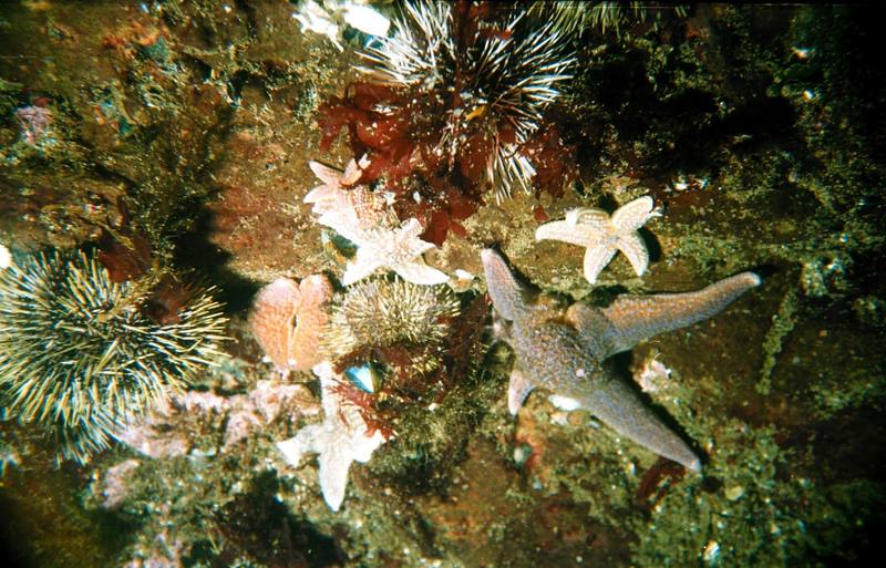 Green Sea Urchin (Strongylocentrotus droebachiensis) {!--북극성게-->; DISPLAY FULL IMAGE.