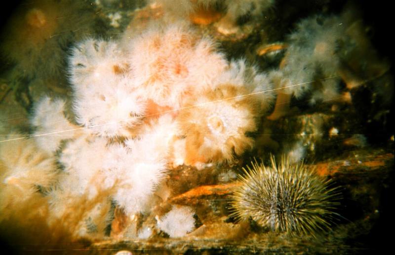 Actinia (Metridium senile) & Green Sea Urchin (Strongylocentrotus droebachiensis) {!--북극성게-->; DISPLAY FULL IMAGE.