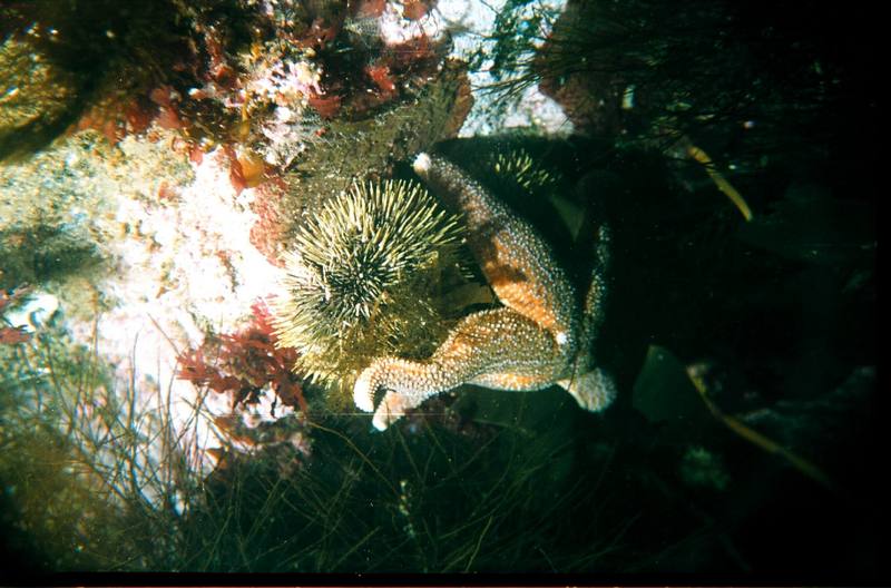 Sea Stars & Sea Urchins {!--성게-->; DISPLAY FULL IMAGE.