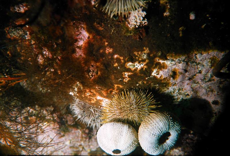 Green Sea Urchin (Strongylocentrotus droebachiensis) {!--북극성게-->; DISPLAY FULL IMAGE.