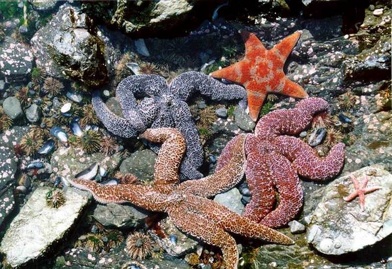 Sea Stars {!--불가사리-->; DISPLAY FULL IMAGE.