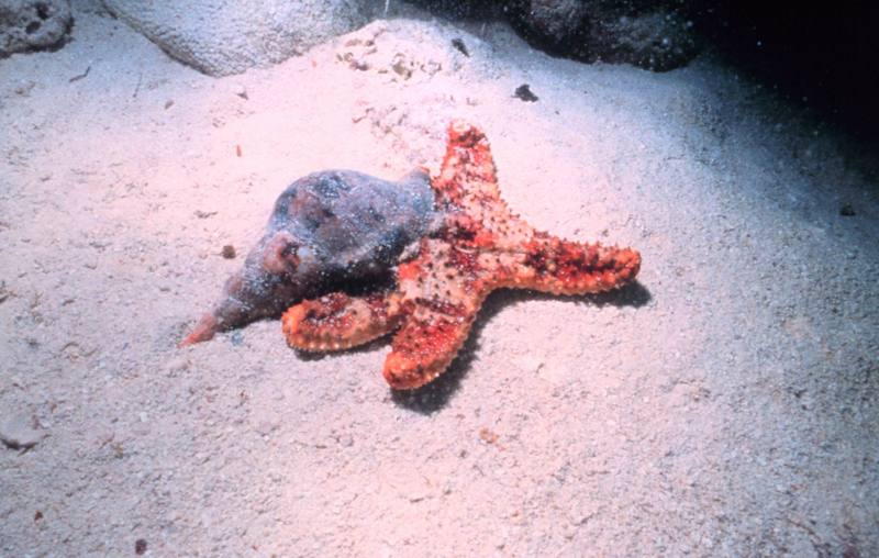 Atlantic Trumpet Triton (Charonia nobilis) & Cushion Sea Star {!--불가사리-->; DISPLAY FULL IMAGE.