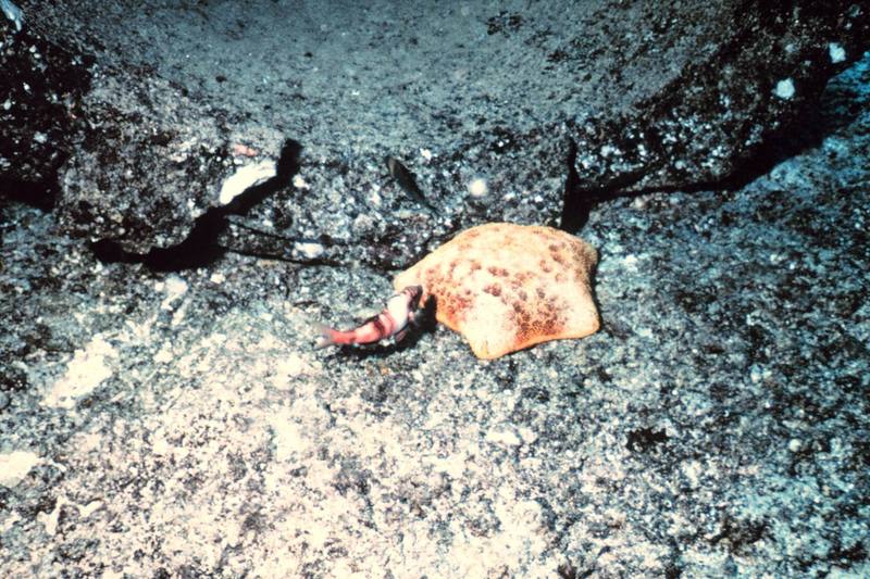 Cushion Sea Star (Culcita novaeguineae) {!--불가사리-->; DISPLAY FULL IMAGE.