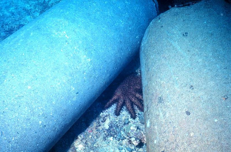 Crown of Thorns Sea Star (Acanthaster planci) {!--불가사리-->; DISPLAY FULL IMAGE.