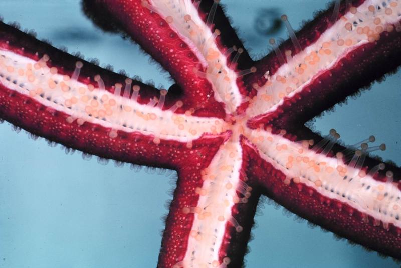 Sea Star underside {!--불가사리-->; DISPLAY FULL IMAGE.