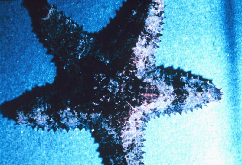 Hawaiian Sea Star {!--불가사리-->; DISPLAY FULL IMAGE.