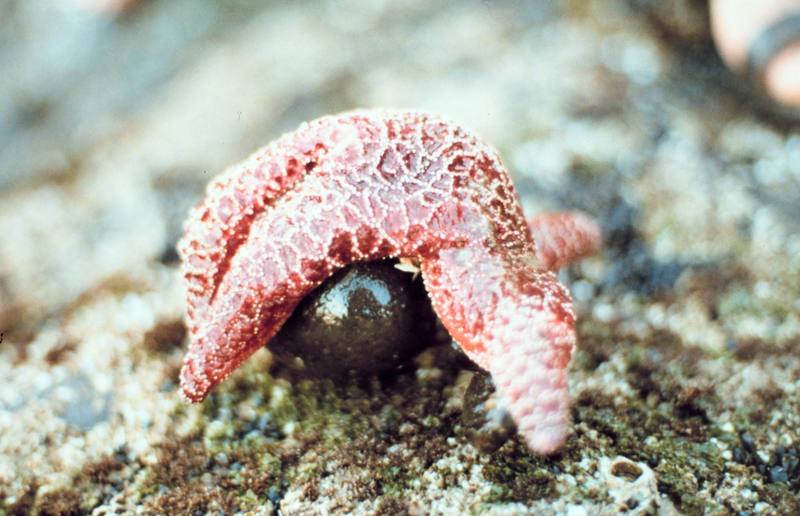 Sea Star {!--불가사리-->; DISPLAY FULL IMAGE.