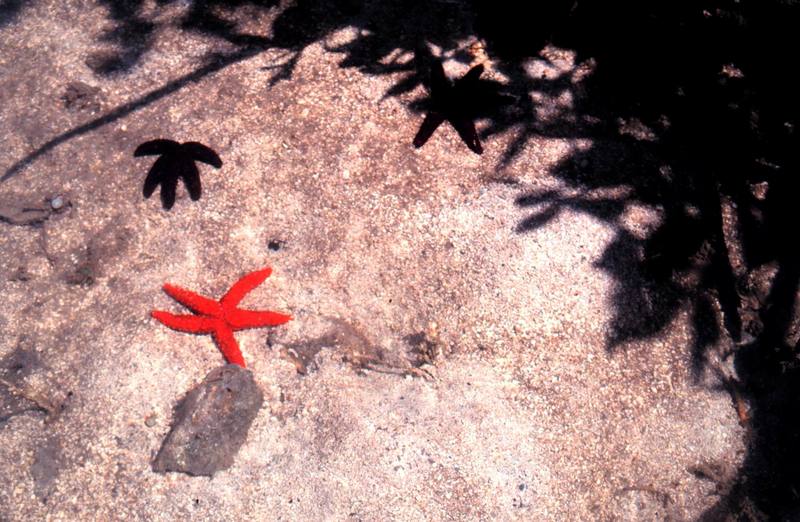 Sea Star {!--불가사리-->; DISPLAY FULL IMAGE.