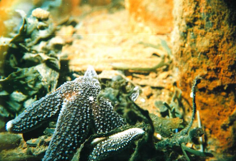 Sea Star (Asterias rubens) {!--불가사리-->; DISPLAY FULL IMAGE.